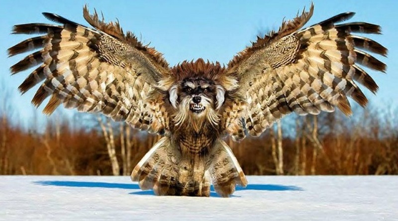 أجمل 10 صور للحيوانات بعد الفوتوشوب.. تغيرات غير متوقعة في أشكالهم!